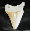 Inch Bone Valley Megalodon Tooth #930-1